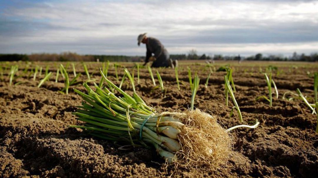 Los ecologistas piden que se pueste por el producto local. Los ecologistas piden que se pueste por el producto local.