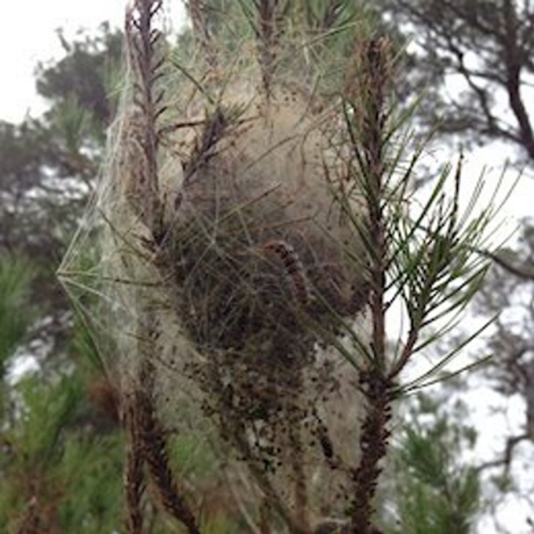 ORUGA PROCESIONARIA ORUGA PROCESIONARIA