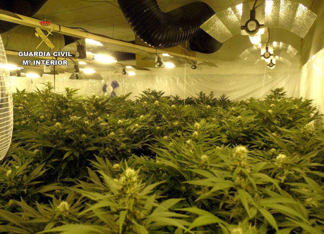 Plantación de marihuana desmantelada en Bullas Plantación de marihuana desmantelada en Bullas