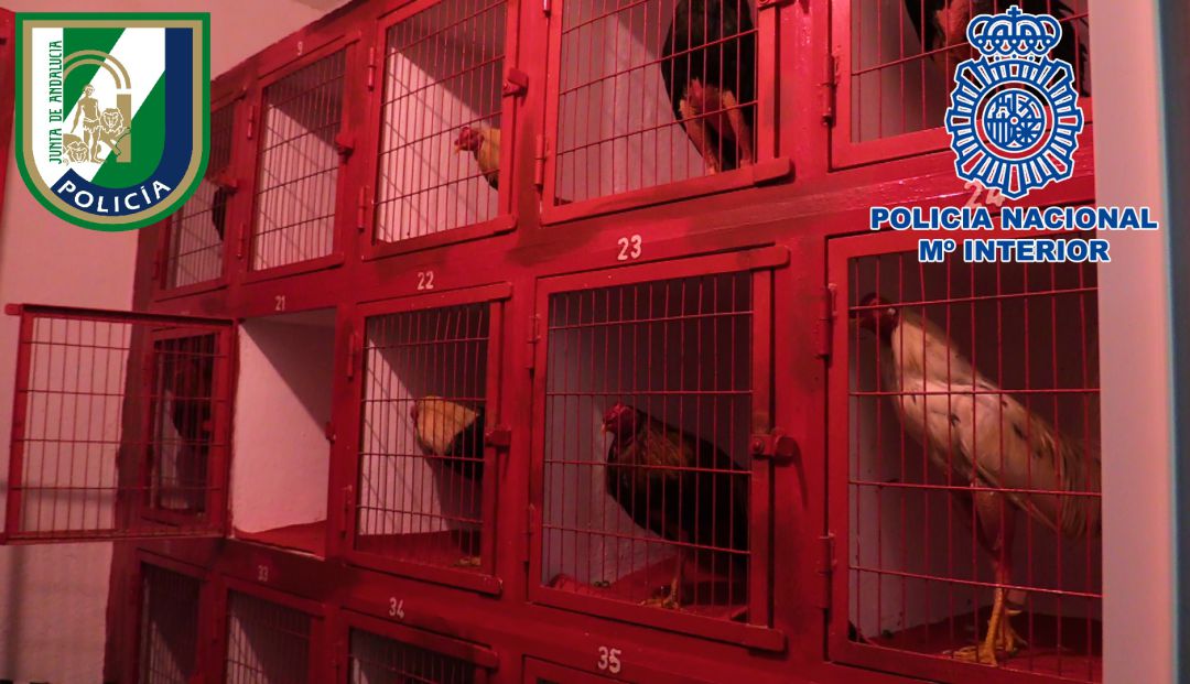 Varias jaulas con gallos preparados para participar en peleas Varias jaulas con gallos preparados para participar en peleas