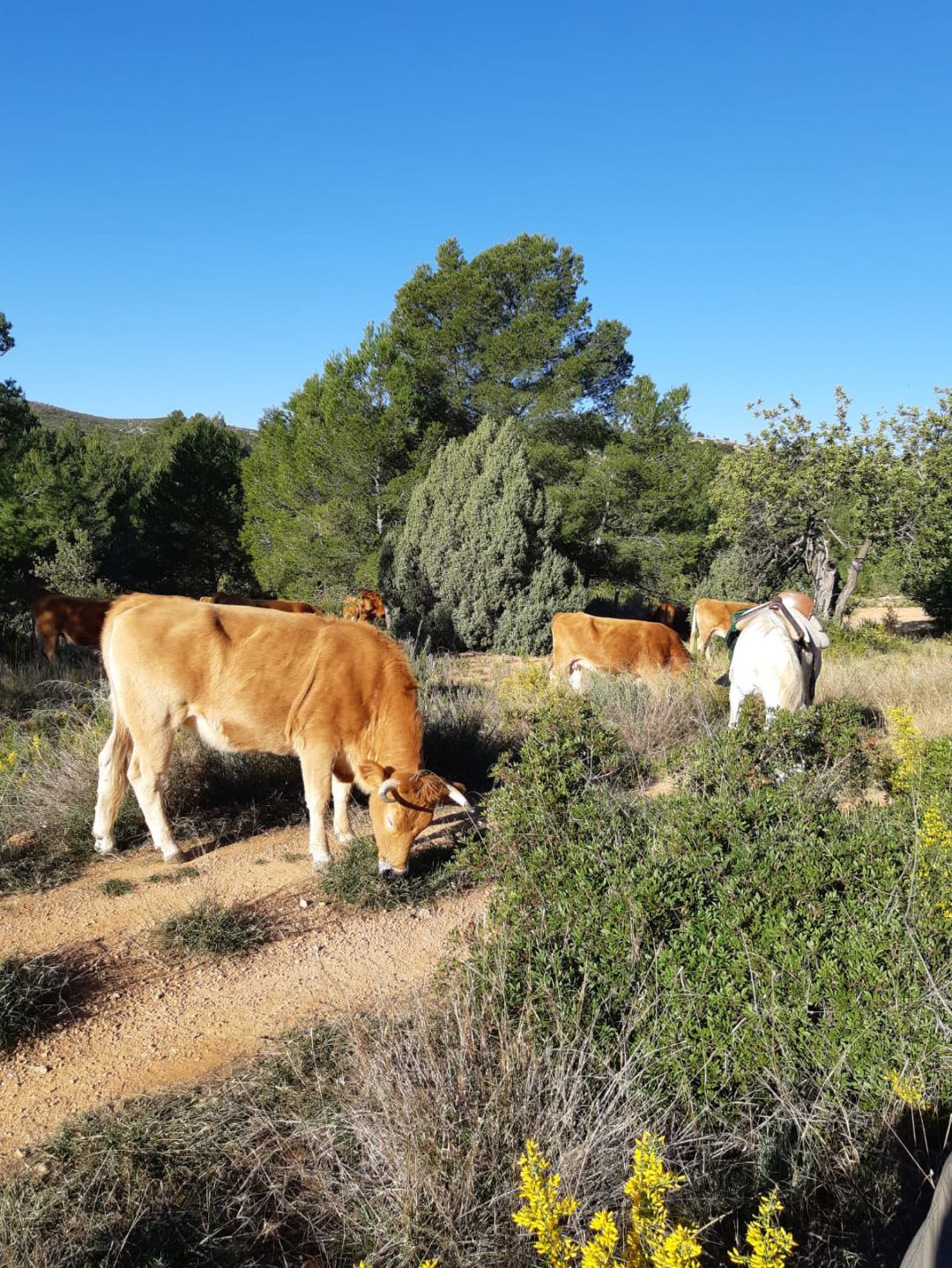 El Prat de Cabanes El Prat de Cabanes