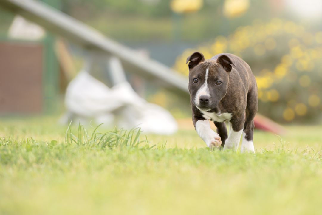 Un perro de la raza pitbull en una foto de archivo Un perro de la raza pitbull en una foto de archivo