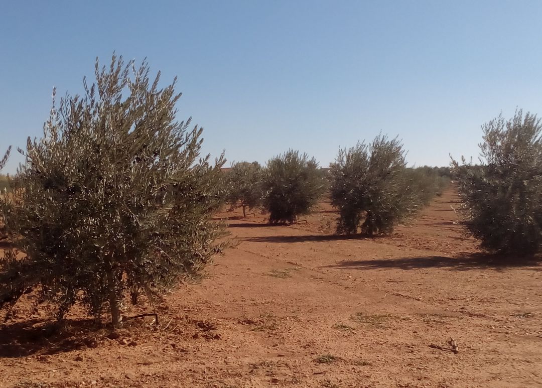 Imagen de un olivar Imagen de un olivar