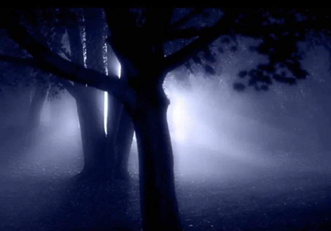 Luz en un bosque Luz en un bosque
