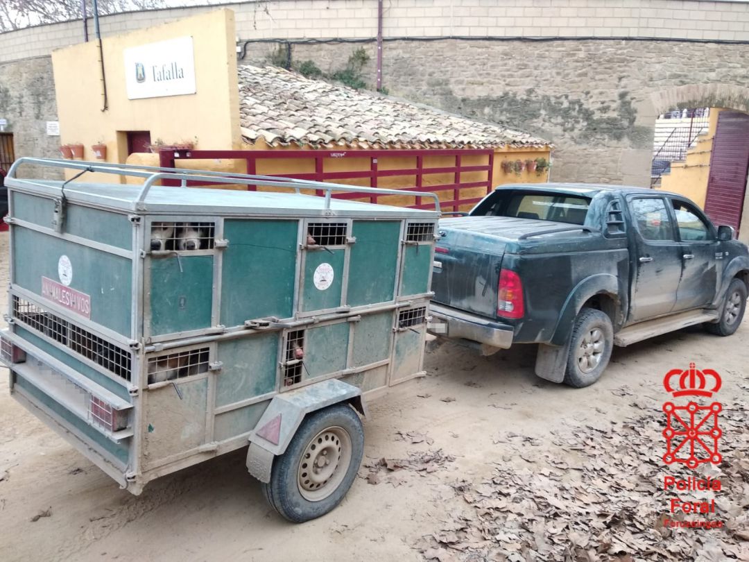 Denunciado en Olite un cazador que portaba 23 perros en un remolque, 13 de ellos sin regularizar Denunciado en Olite un cazador que portaba 23 perros en un remolque, 13 de ellos sin regularizar