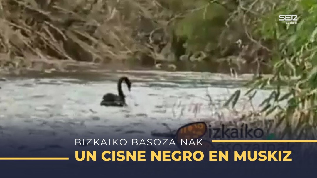Capturan un cisne negro en Muskiz