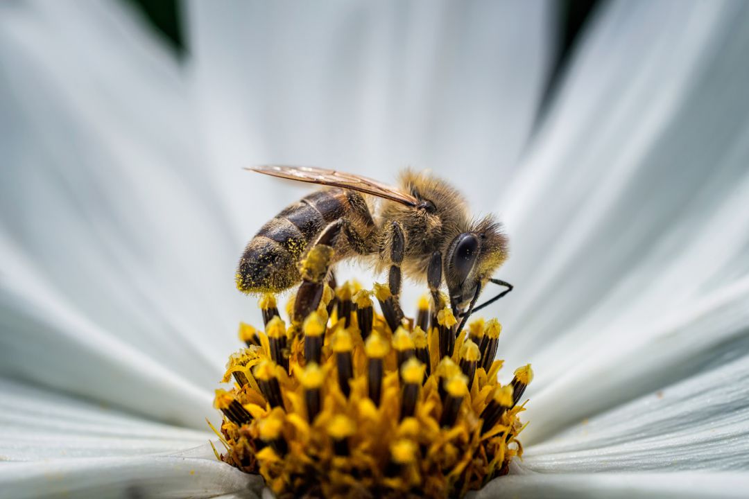 Hoy hablamos del mundo de los insectos en "Ciencia para todos" Hoy hablamos del mundo de los insectos en "Ciencia para todos"