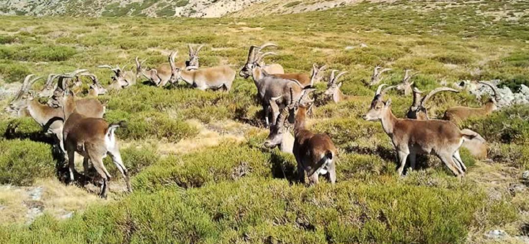 Cabras montesas en La Maliciosa Cabras montesas en La Maliciosa