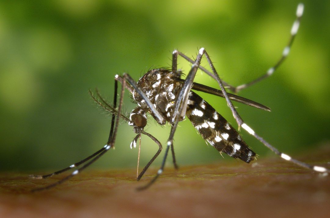 Imagen de un mosquito tigre Imagen de un mosquito tigre