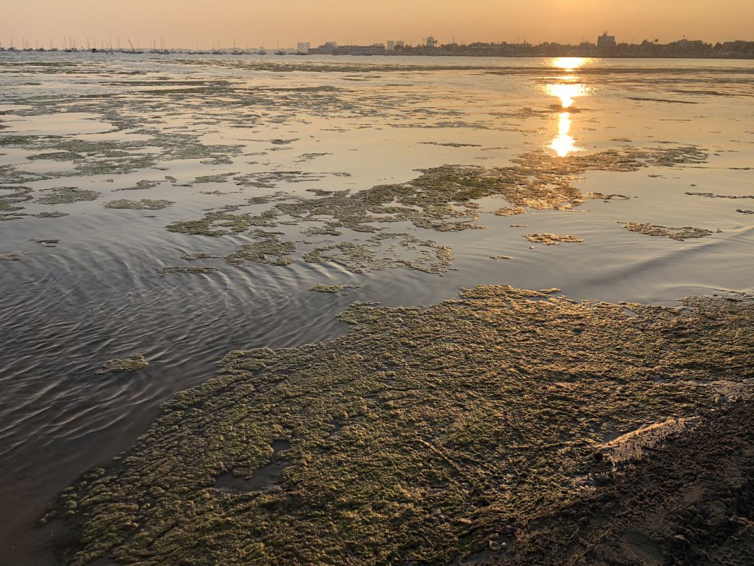 Algas en la playa de Villananitos hace una semana Algas en la playa de Villananitos hace una semana