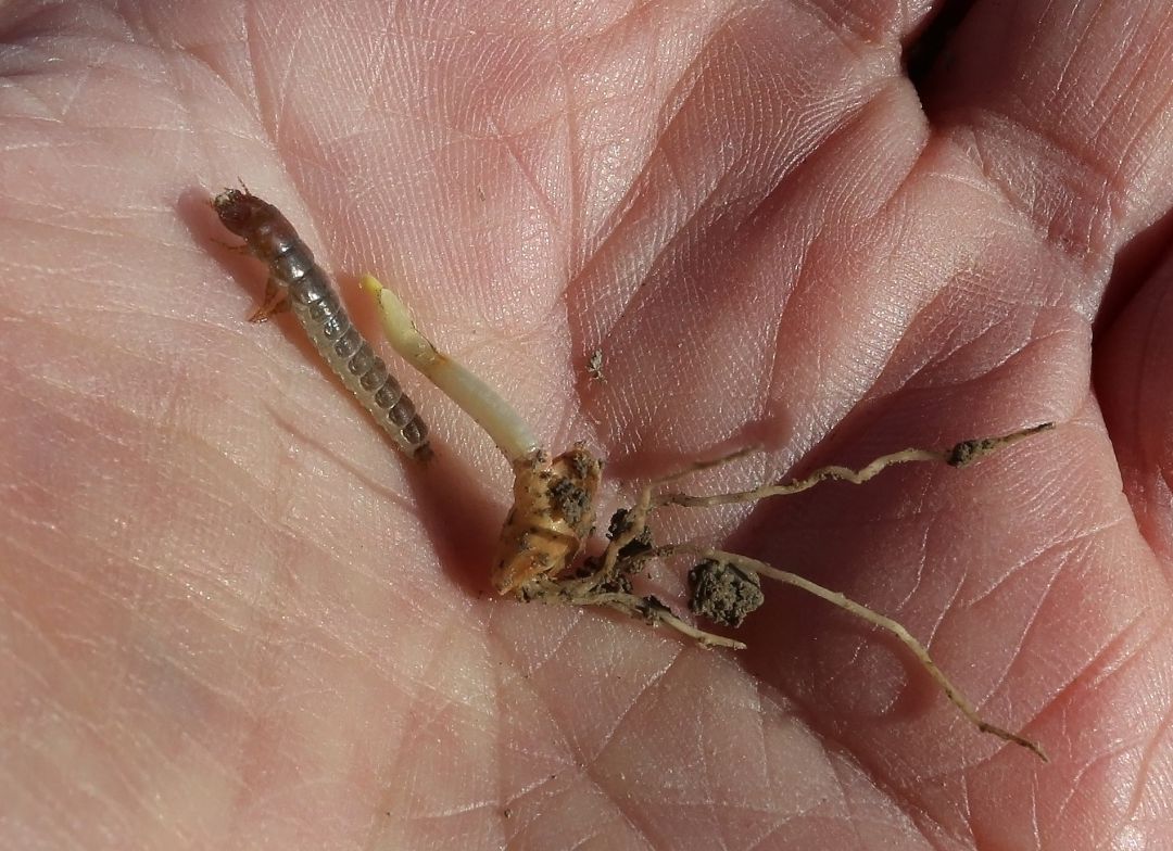 El gusano zabro ataca a los brotesl del cereal impidiendo que puedan germinar El gusano zabro ataca a los brotesl del cereal impidiendo que puedan germinar