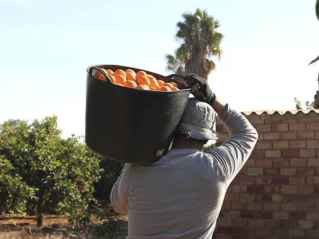 Naranjas Naranjas