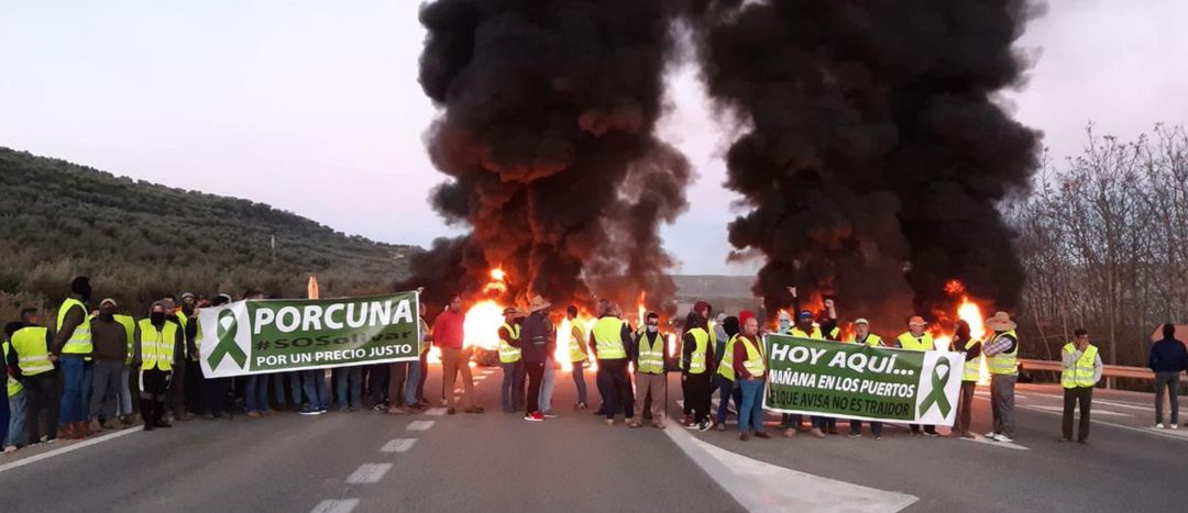 Olivareros protestan en la A-306 en Porcuna, cortando la vía. Olivareros protestan en la A-306 en Porcuna, cortando la vía.
