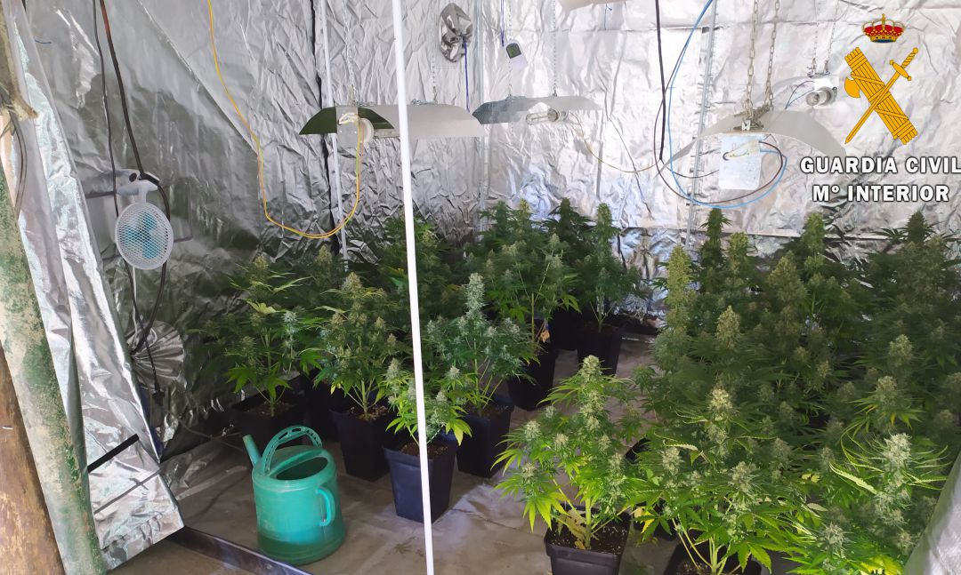 Plantación localizada en la vivienda del detenido Plantación localizada en la vivienda del detenido