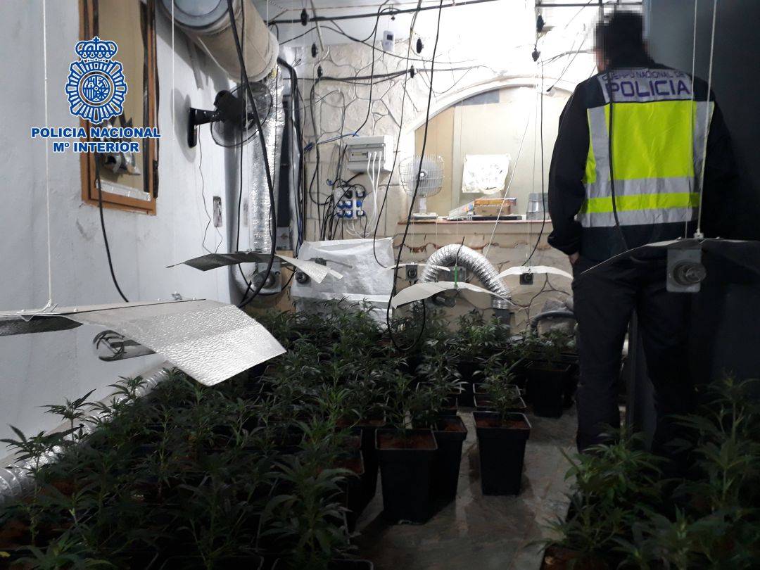 Cultivo ilegal de marihuana en Velada Cultivo ilegal de marihuana en Velada