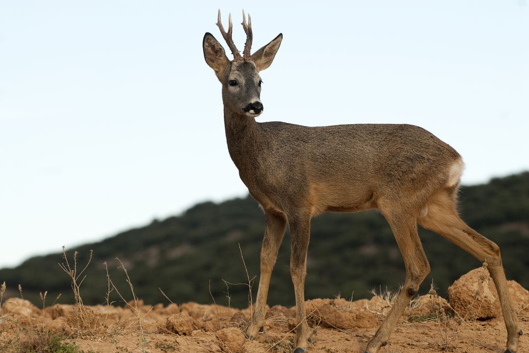 Condenan a seis meses de multa a un cazador por abatir sin autorización a un corzo en un coto privado de Villabellaco Condenan a seis meses de multa a un cazador por abatir sin autorización a un corzo en un coto privado de Villabellaco