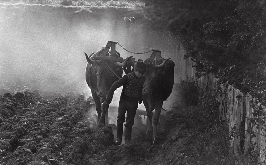 Cultivando la tierra (1979) Cultivando la tierra (1979)
