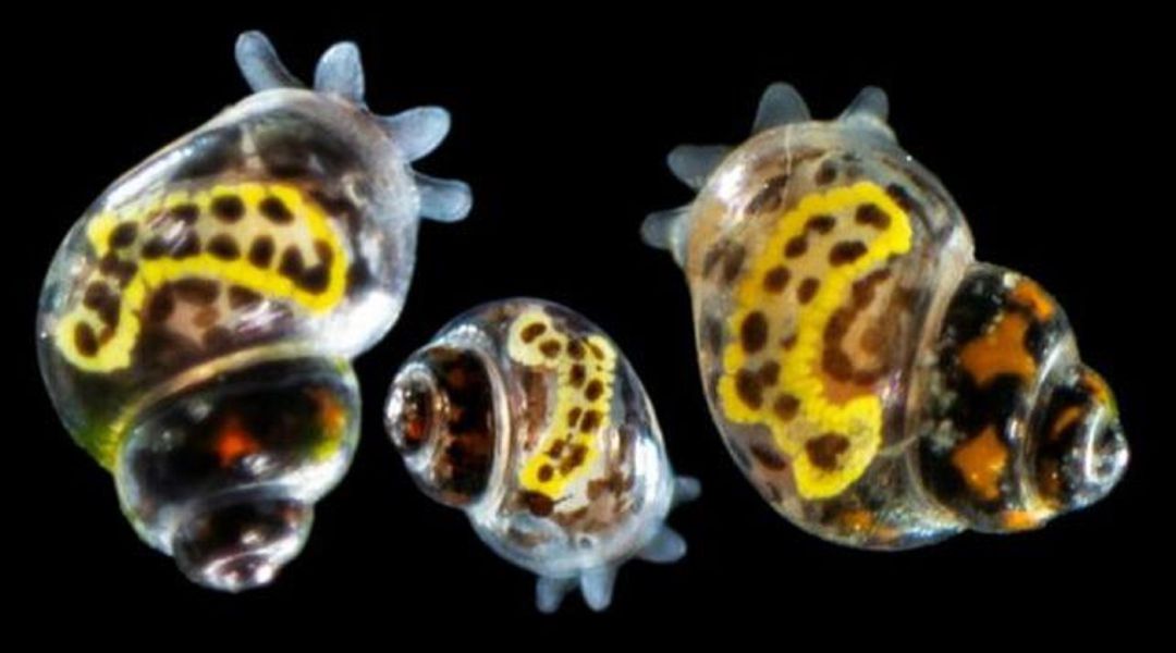 La nueva especie de caracol encontrada en los fondos de Lanzarote. La nueva especie de caracol encontrada en los fondos de Lanzarote.