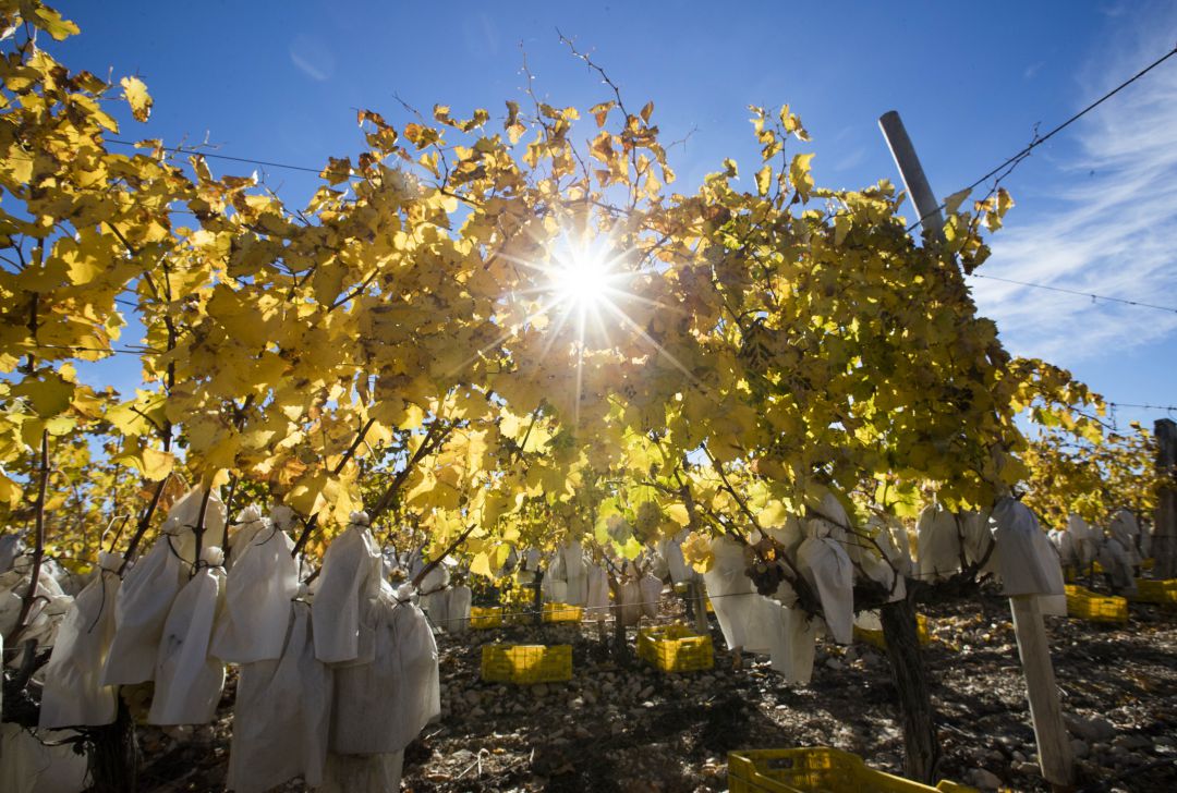 Los daños por temporales dejan más de 11 millones de euros de pérdidas en la uva de mesa en Murcia en 2019 Los daños por temporales dejan más de 11 millones de euros de pérdidas en la uva de mesa en Murcia en 2019