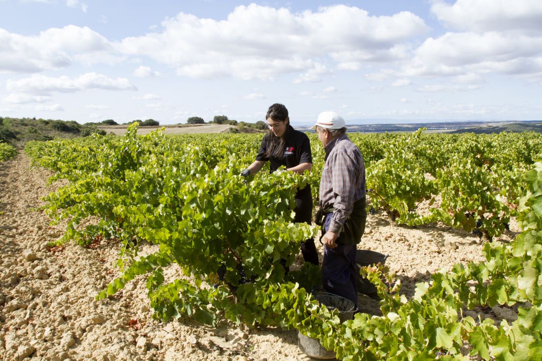 Trabajo en viñedo de San Martín de Unx Trabajo en viñedo de San Martín de Unx