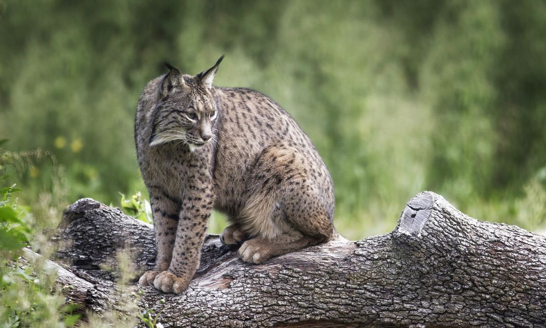 Ejemplar de lince ibérico (Lynx pardinus) Ejemplar de lince ibérico (Lynx pardinus)