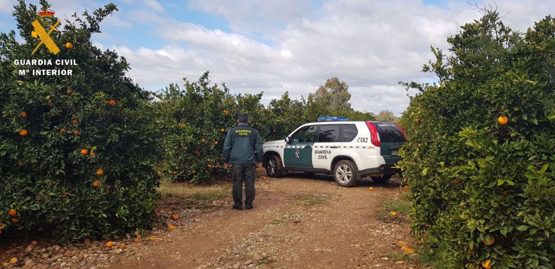 Agentes de la Guardia Civil en una plantación de naranja Agentes de la Guardia Civil en una plantación de naranja