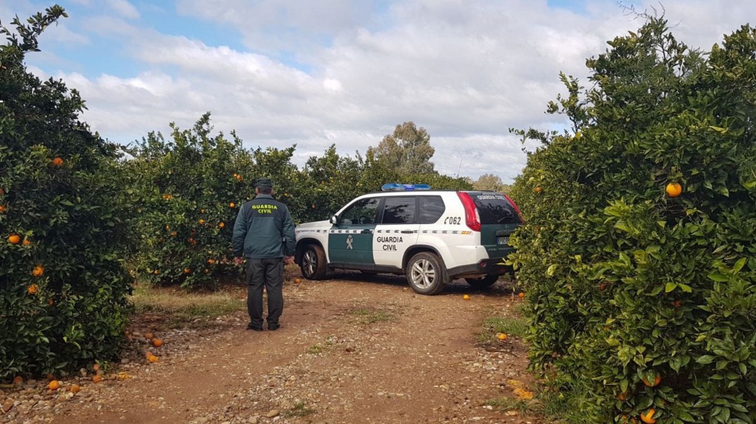Dos detenidos y nueve fruteros investigados por el robo de naranjas en la provincia