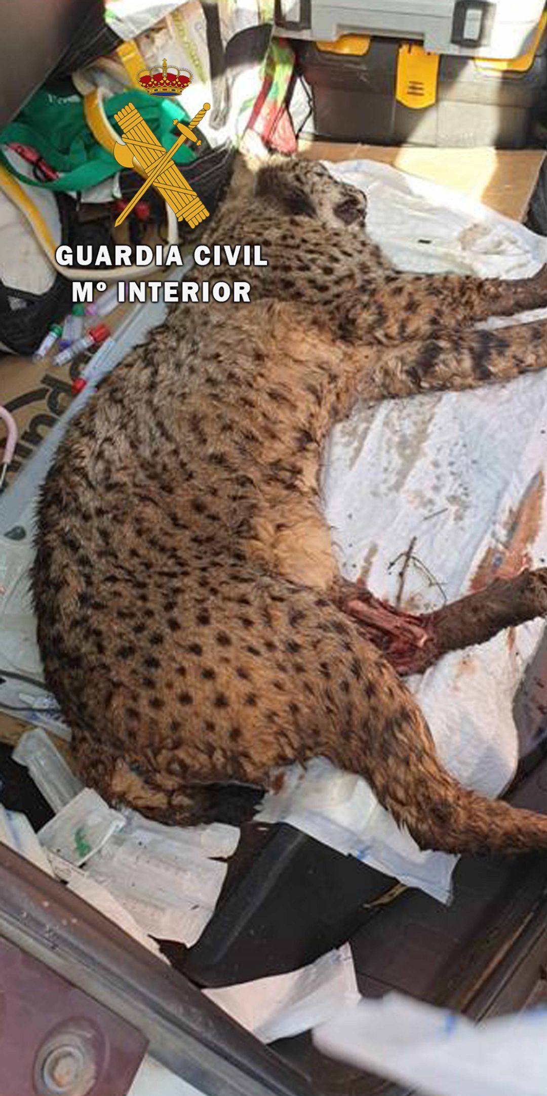 Lince herido en la carretera de La Lancha Lince herido en la carretera de La Lancha