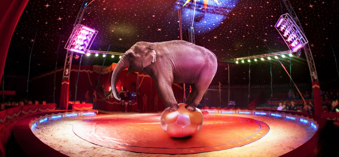 Elefante en un Circo Elefante en un Circo