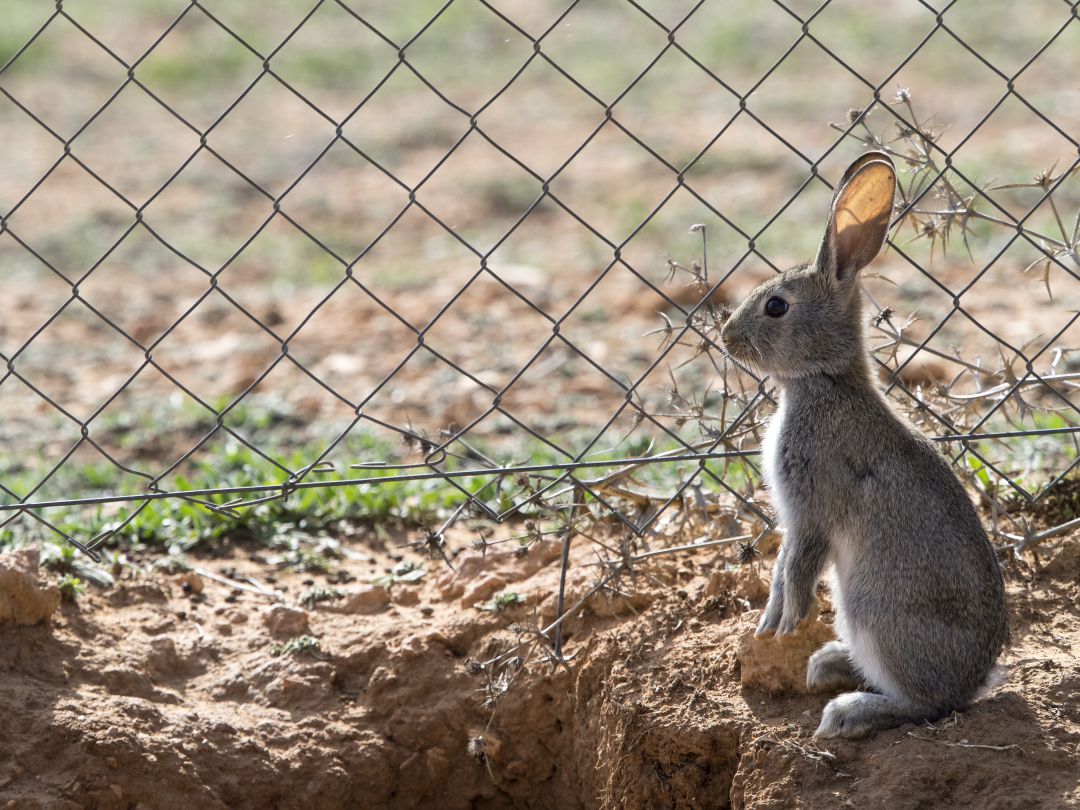 La consejería de Medio Ambiente suele capturar un millar de conejos del sur de la región al año para alimentar águilas en la Sierra de Madrid La consejería de Medio Ambiente suele capturar un millar de conejos del sur de la región al año para alimentar águilas en la Sierra de Madrid