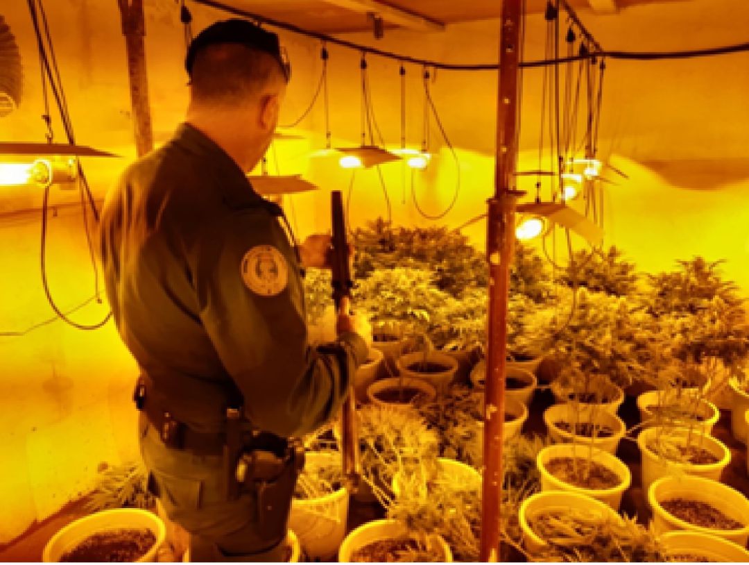 Cogollos de Guadix entre los municipios donde se ha incautado cannabis Cogollos de Guadix entre los municipios donde se ha incautado cannabis
