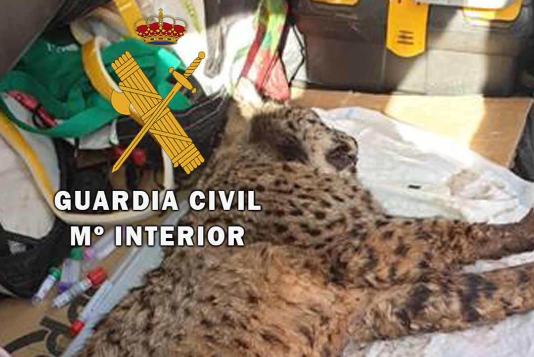 Lince herido rescatado por la Guardia Civil. Lince herido rescatado por la Guardia Civil.