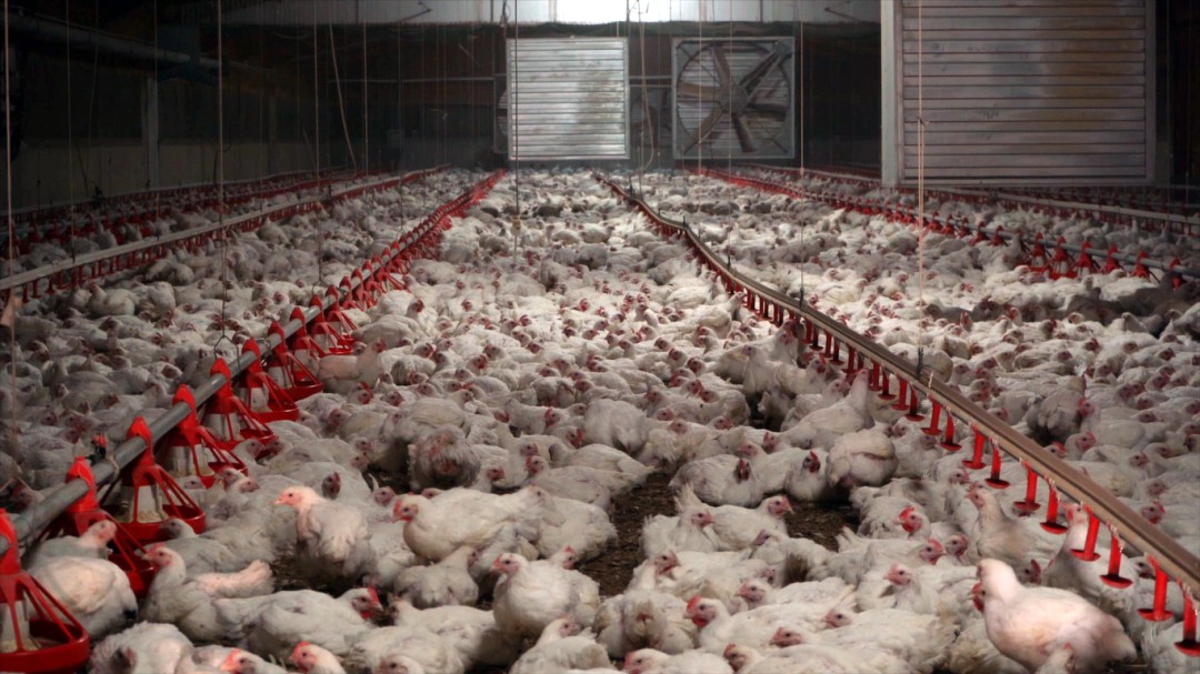 El vídeo que denuncia cómo viven los "pollos de crecimiento rápido" que comemos en España