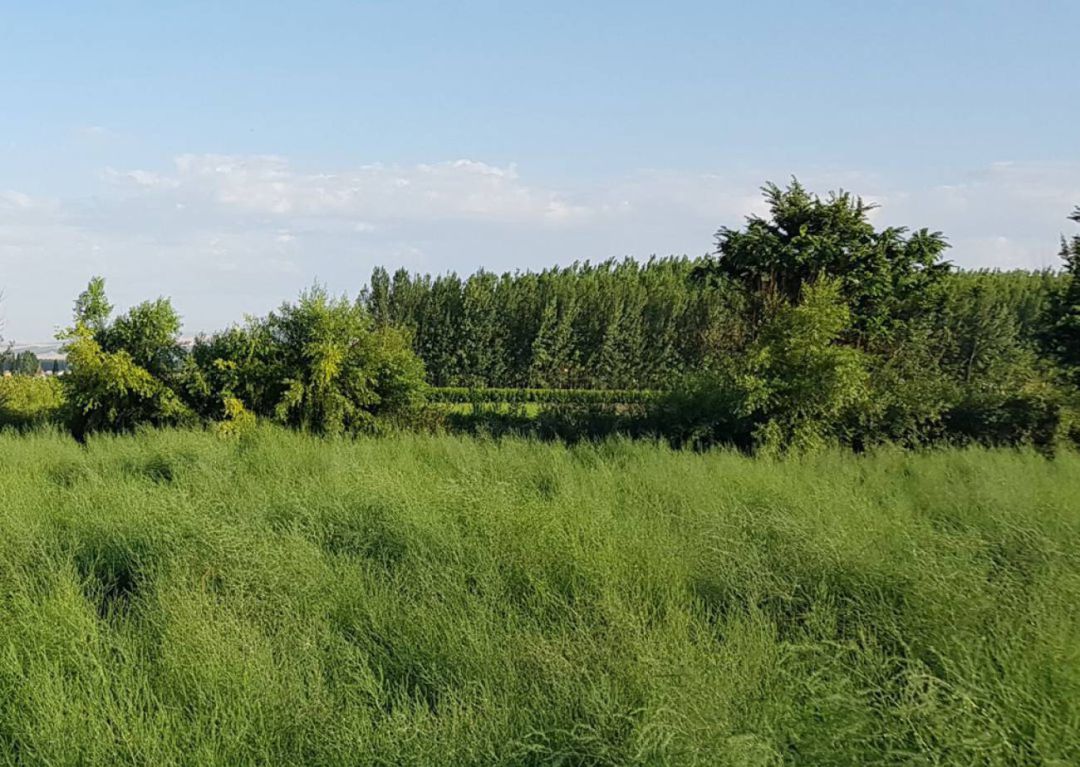 Espárragos en la Vega de Granada, a la altura de Fuente Vaqueros, con el paisaje de fondo de las alamedas Espárragos en la Vega de Granada, a la altura de Fuente Vaqueros, con el paisaje de fondo de las alamedas