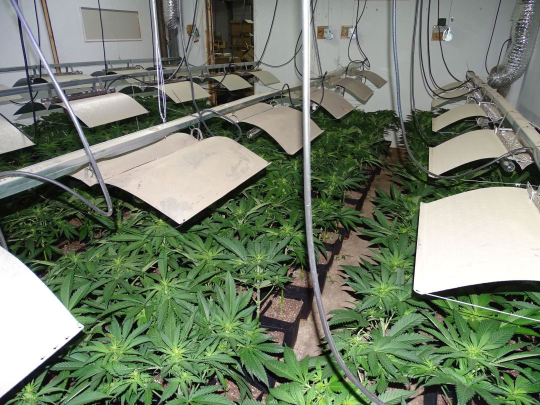 Imagen de la plantación de marihuana. Imagen de la plantación de marihuana.