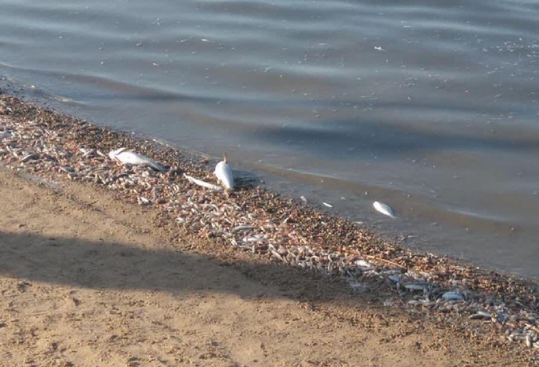Cientos de peces y crustaceos muertos a la orilla del Mar Menor el pasado mes de octubre Cientos de peces y crustaceos muertos a la orilla del Mar Menor el pasado mes de octubre
