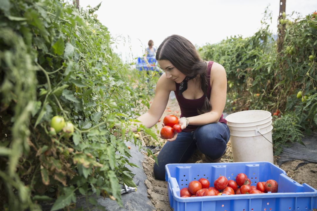 El techo de cristal del campo: sólo el 3% de las explotaciones agrarias de Murcia está en manos de mujeres El techo de cristal del campo: sólo el 3% de las explotaciones agrarias de Murcia está en manos de mujeres