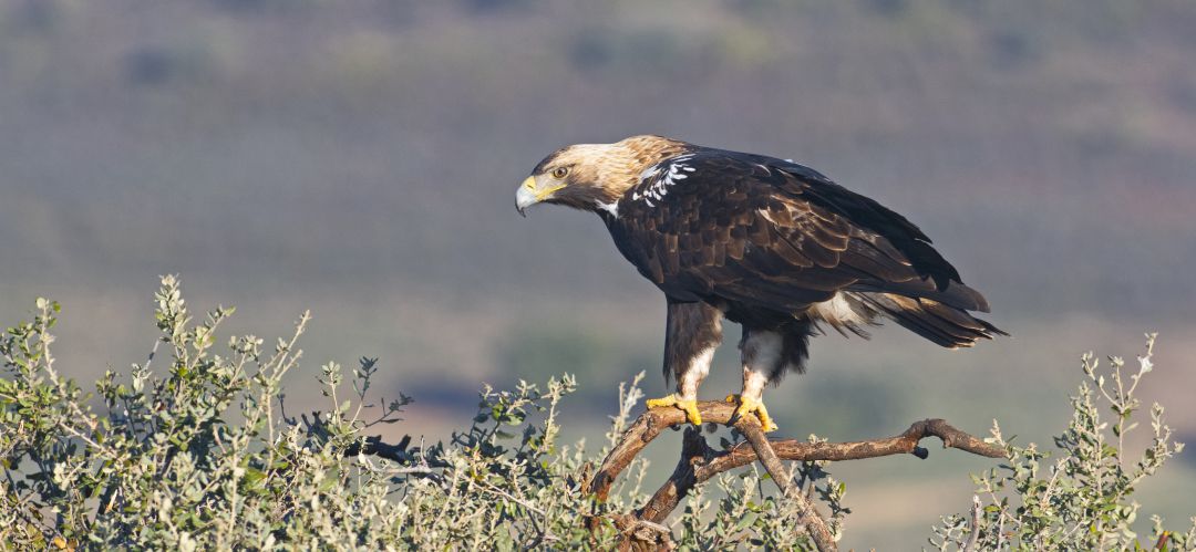 Ejemplar de águila imperial ibérica Ejemplar de águila imperial ibérica