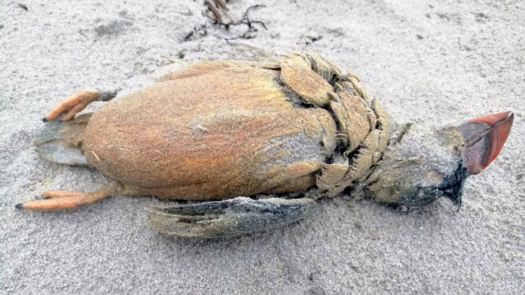 221 aves petroledas, 136 en la provincia de a coruña