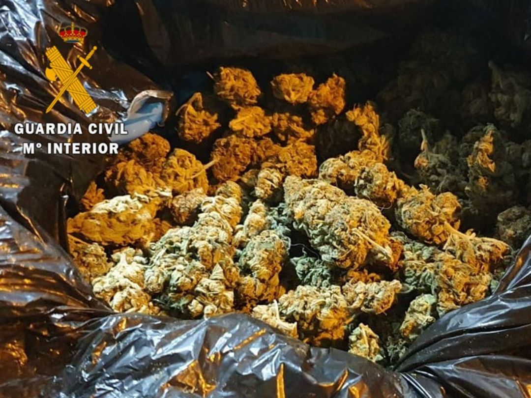 Cogollos de marihuana incautados por la Guardia Civil en Matilla de Arzón Cogollos de marihuana incautados por la Guardia Civil en Matilla de Arzón