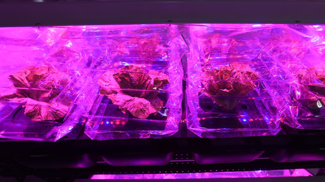 Las diferencias entre una lechuga cosechada en el espacio y una común