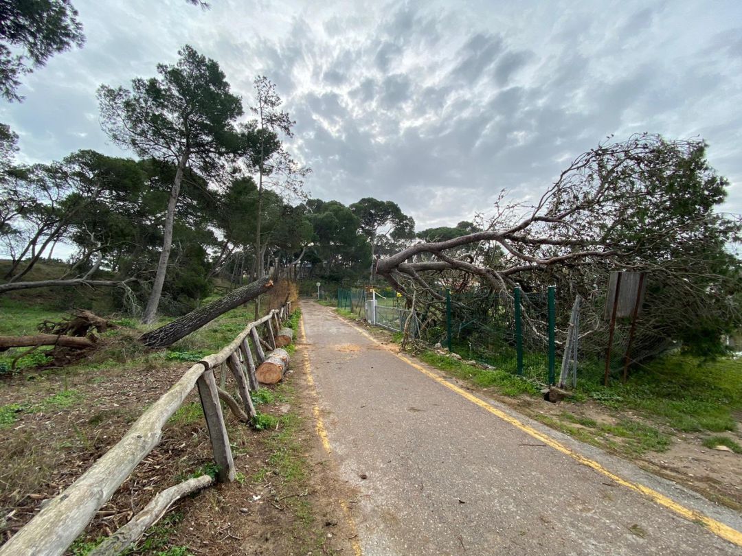 Danys del temporal Glòria després de Castelló Danys del temporal Glòria després de Castelló