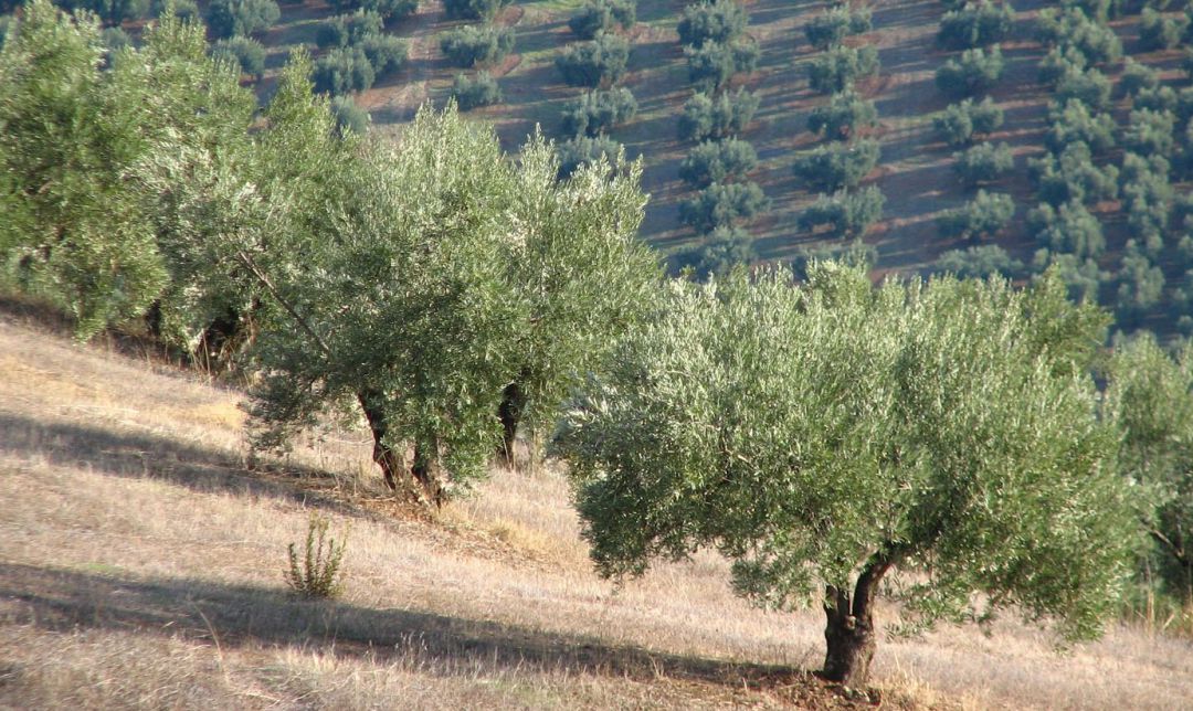 Olivar de Jaén. Olivar de Jaén.