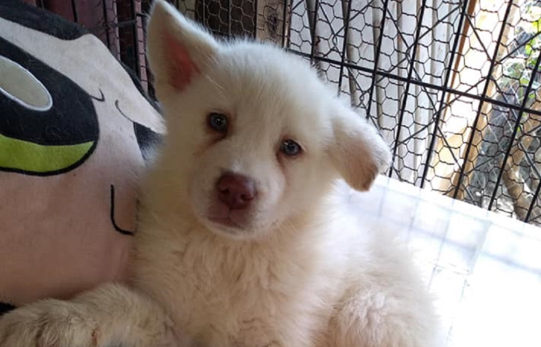 El perro ha hecho nuevos amigos en el refugio. El perro ha hecho nuevos amigos en el refugio.