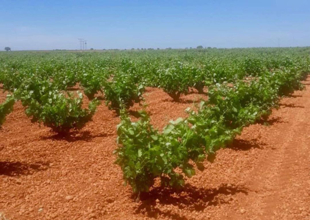 Viñedo Viñedo
