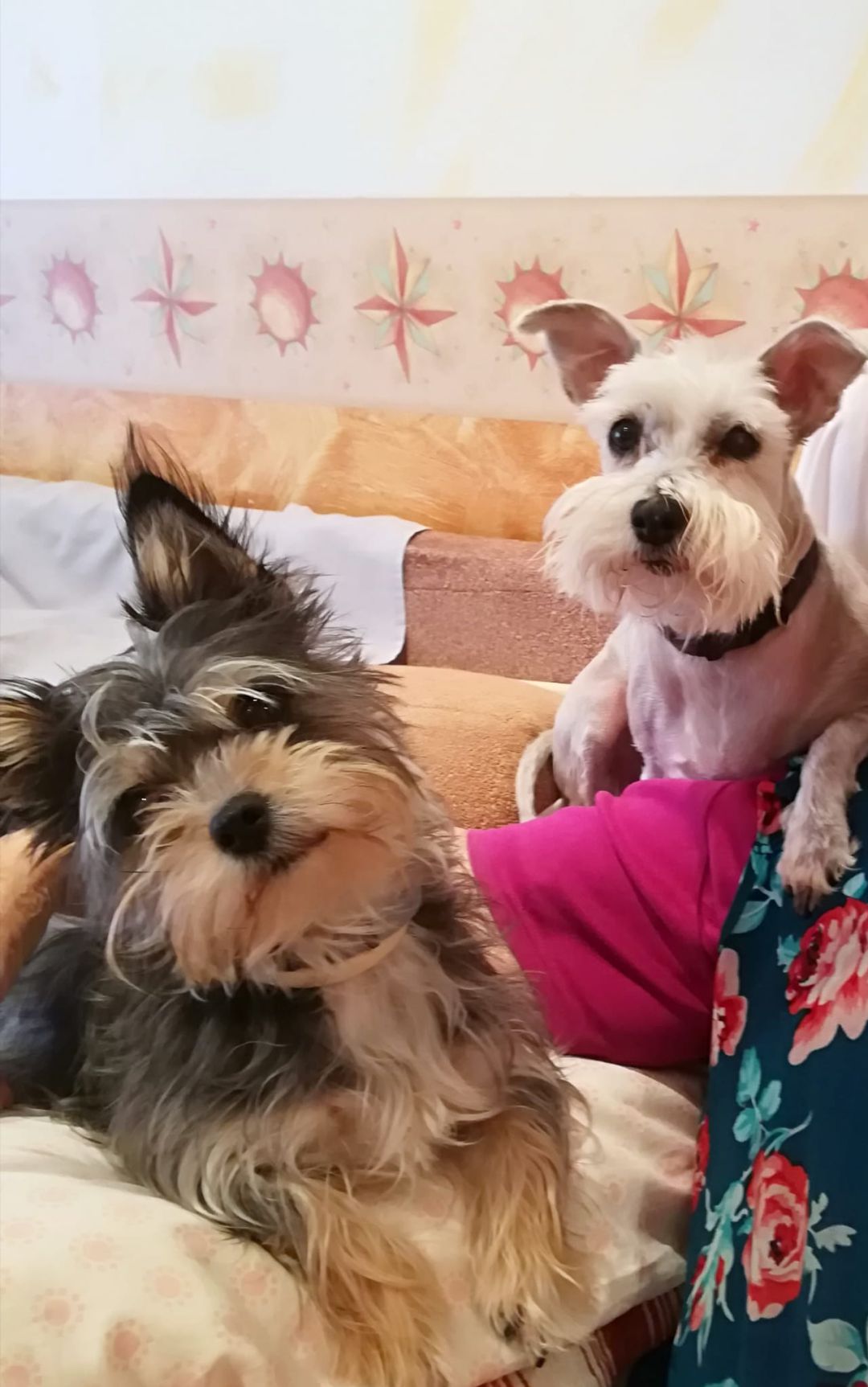 Las mascotas no contagian coronavirus Las mascotas no contagian coronavirus