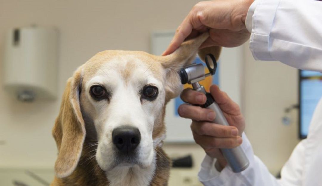 Los veterinarios de Murcia se ponen a disposición del Gobierno ante la crisis del Covid19 Los veterinarios de Murcia se ponen a disposición del Gobierno ante la crisis del Covid19