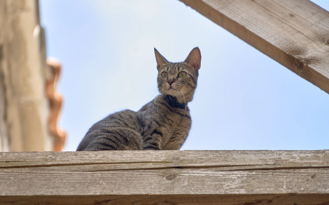 La Asociación Ecologista la Braña denuncia un nuevo caso de maltrato animal en Barruelo La Asociación Ecologista la Braña denuncia un nuevo caso de maltrato animal en Barruelo