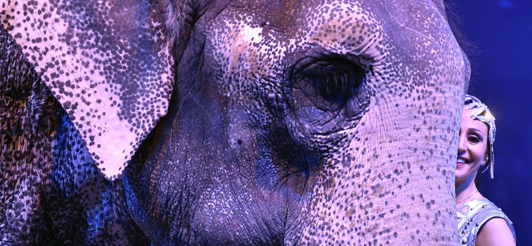La modificación incluye, entre otras, la definición de animal salvaje La modificación incluye, entre otras, la definición de animal salvaje