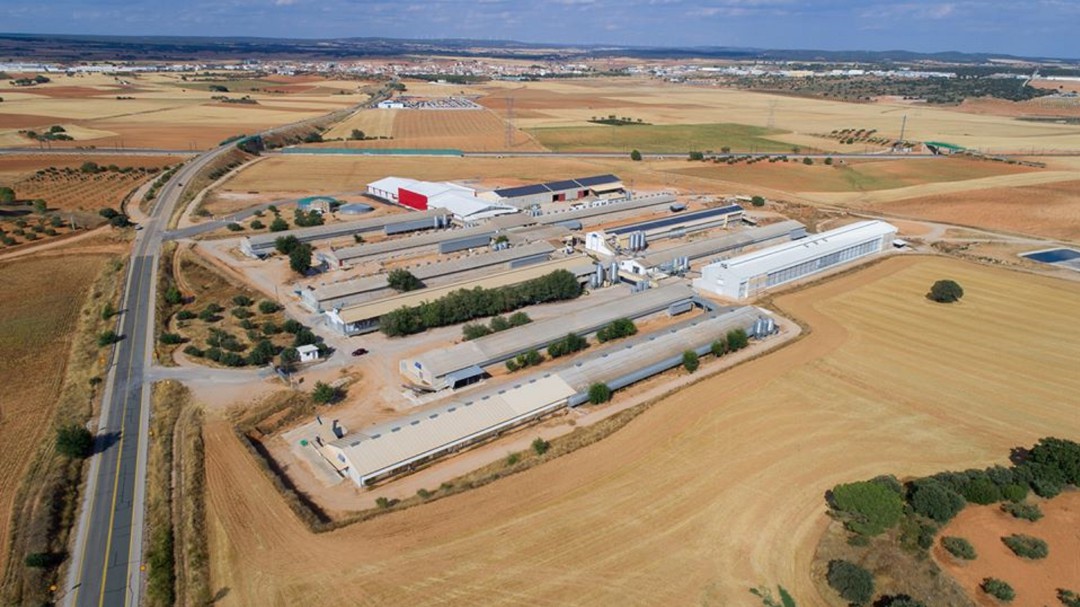 El sector avícola sigue trabajando para garantizar el suministro